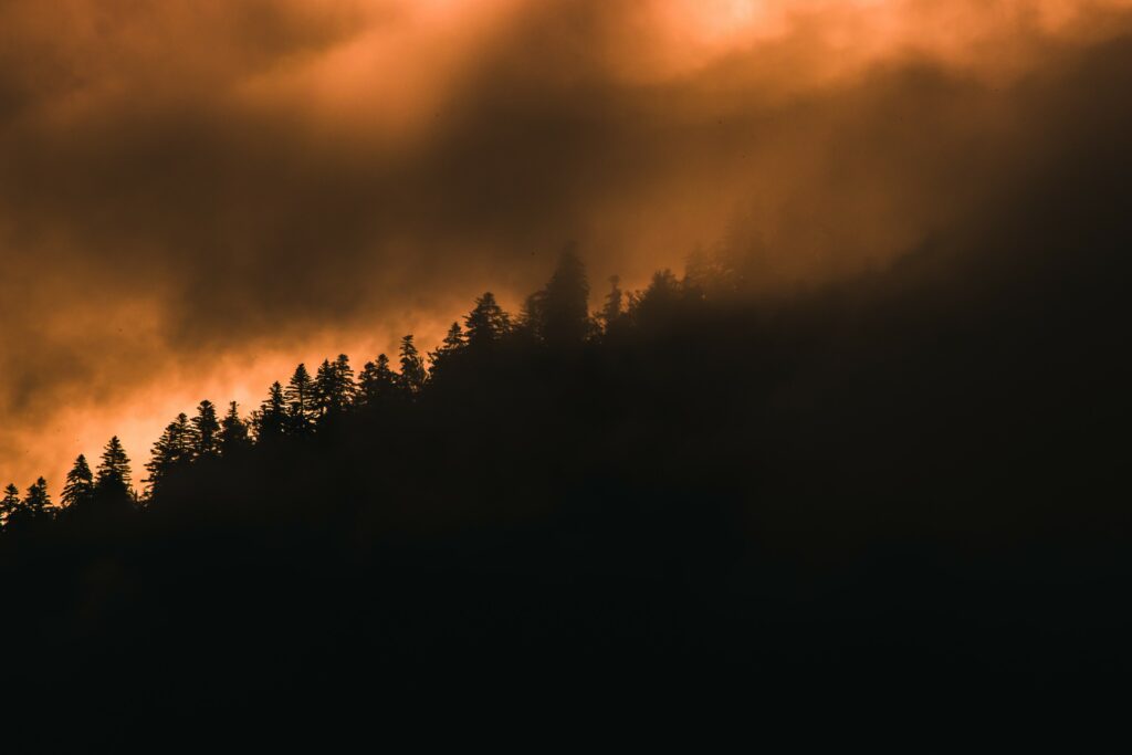 dark forest on fire, with dark and orange tones